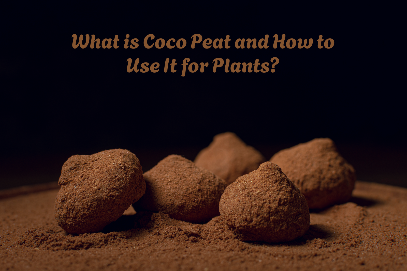 What is Coco Peat and How to Use It for Plants?